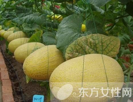 孕妇可以吃哈密瓜吗 孕妇吃哈密瓜的注意事项