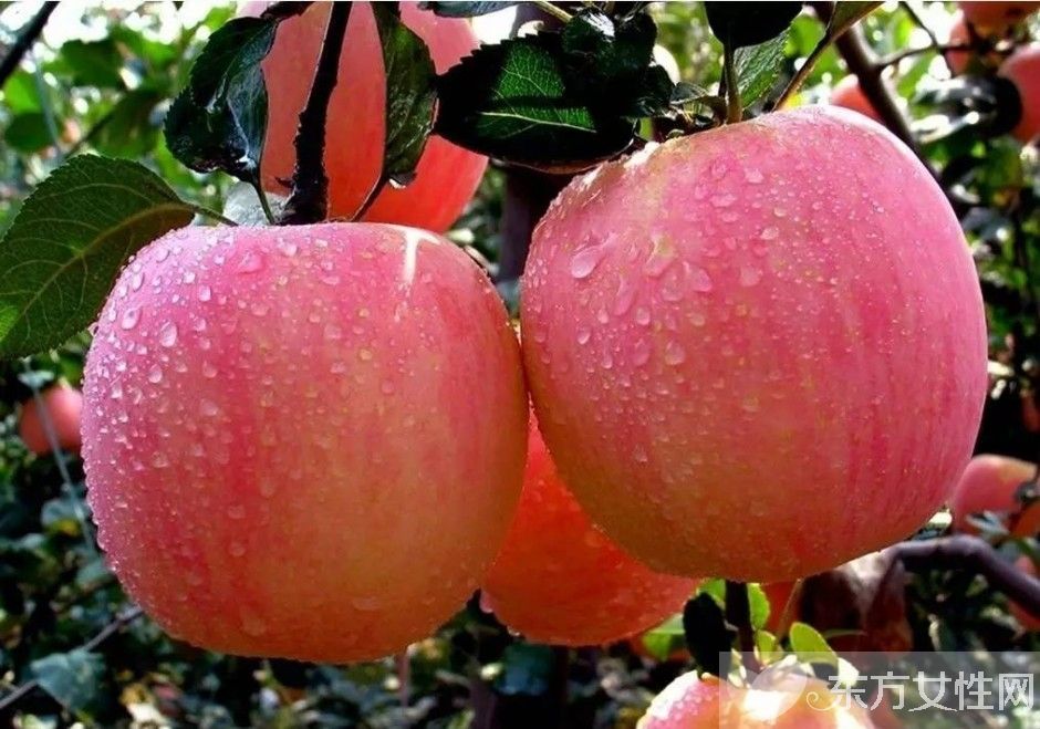 怀孕初期不能吃什么 孕初期吃什么可以保胎