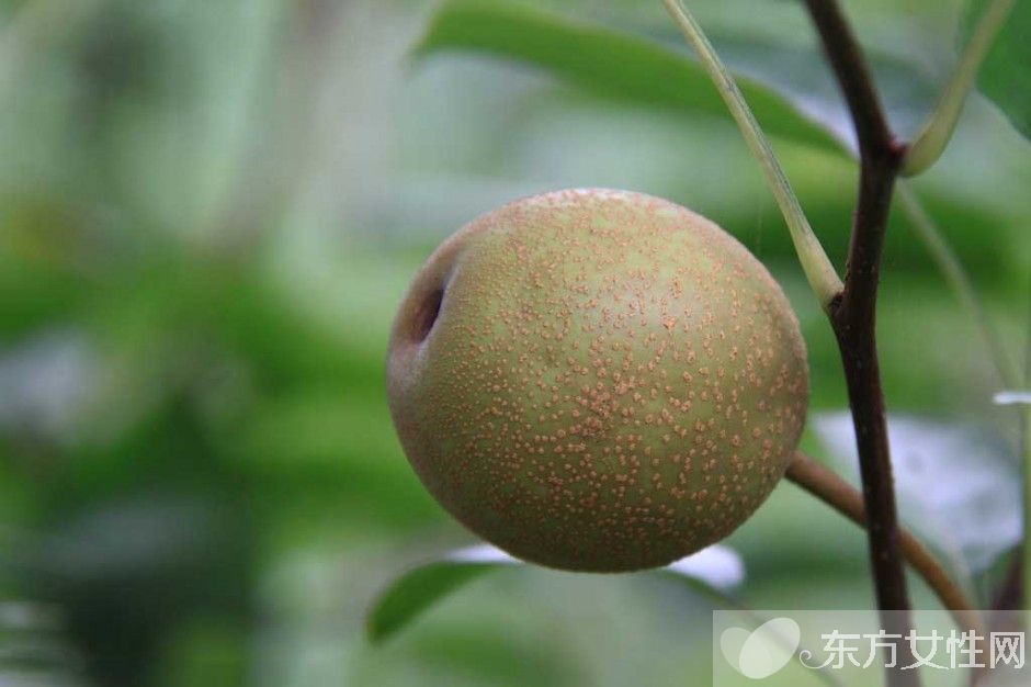 孕妇可以吃梨吗 这些水果孕妇最好不要吃哦