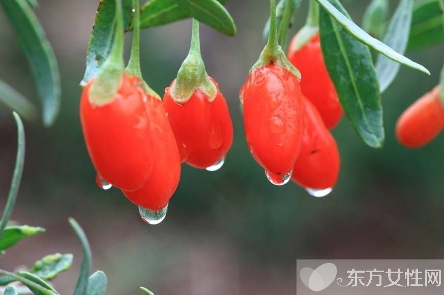 孕妇可以吃枸杞吗 孕妇吃枸杞的注意事项