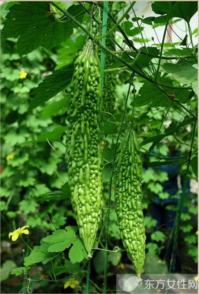 孕妇可以吃苦瓜吗 孕妇吃苦瓜的坏处有哪些