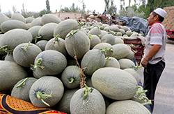 孕妇可以吃哈密瓜吗 孕妇吃哈密瓜的注意事项