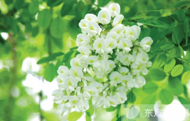 孕妇能吃槐花吗 槐花的功效与作用及禁忌