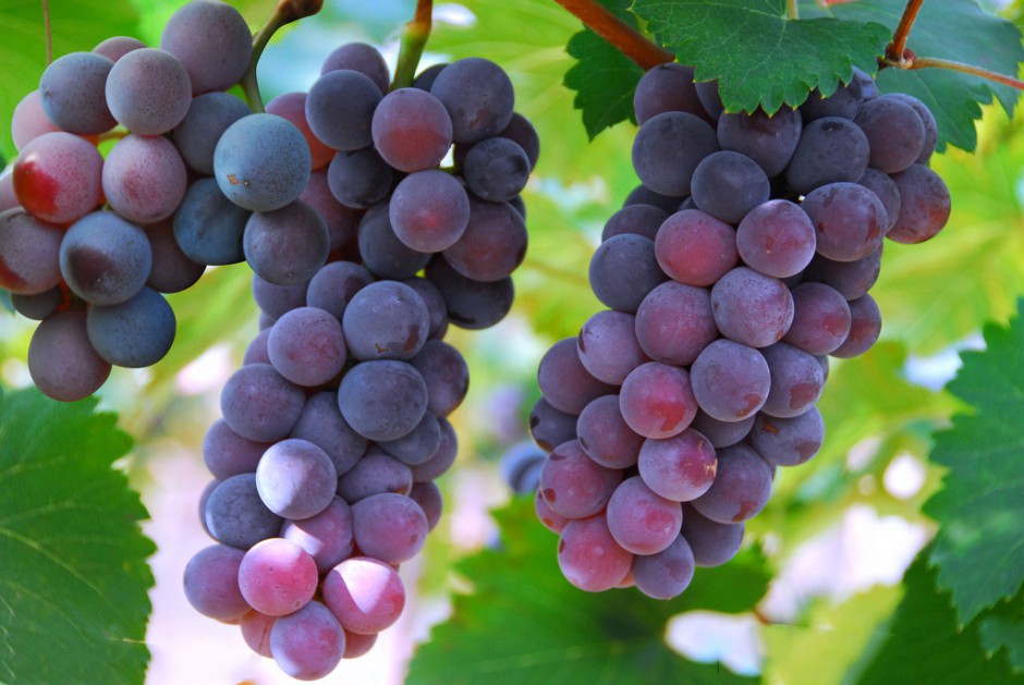 孕妇能吃葡萄吗 4个切忌需注意