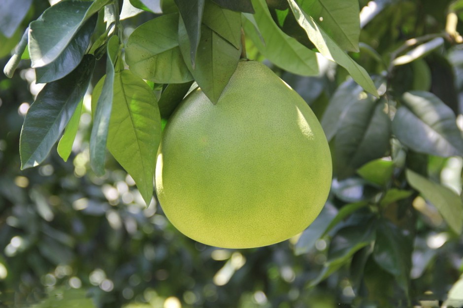 孕妇吃柚子好吗 孕妇吃柚子有什么好处