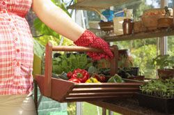 怀孕初期饮食有讲究 10类食物不要吃