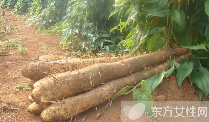 孕妇能吃山药吗 怀孕哪些食物不能吃呢