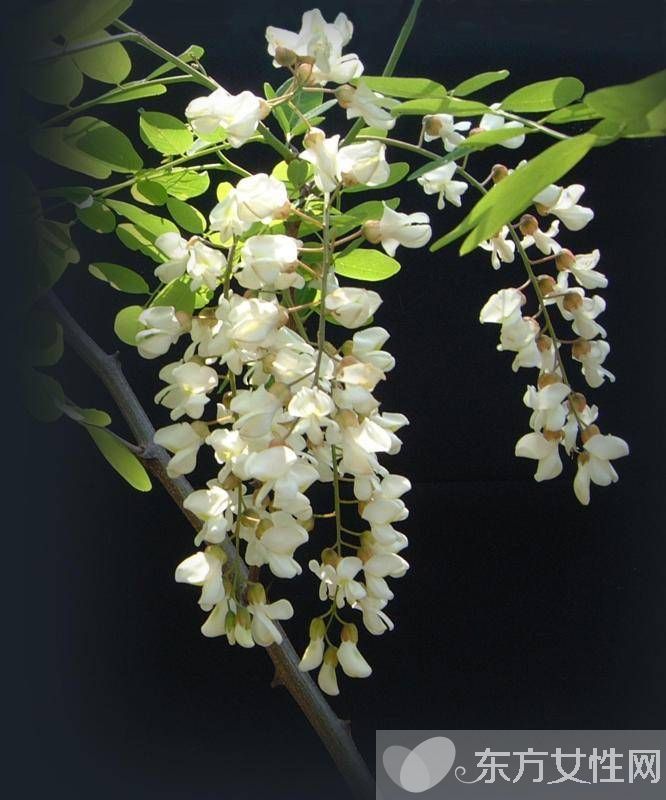 孕妇能吃槐花吗 槐花的功效与作用及禁忌