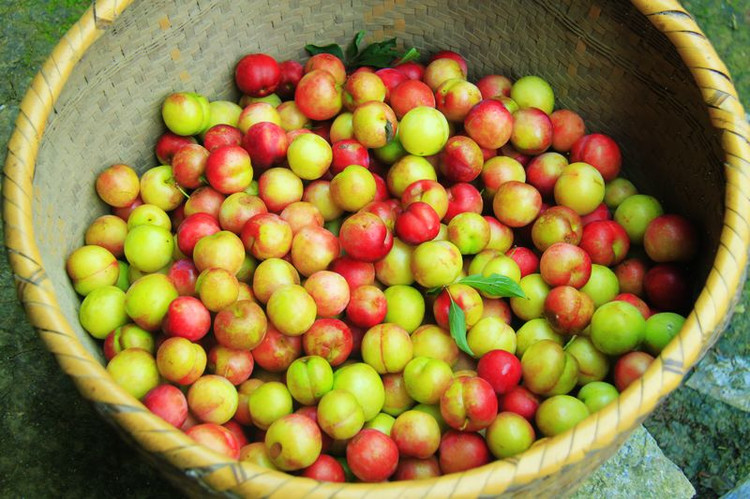 李子也具备养颜美容功效 孕妇可以吃李子吗