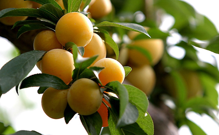 李子也具备养颜美容功效 孕妇可以吃李子吗