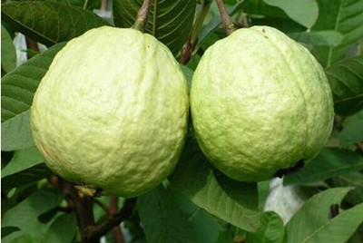 孕妇能吃番石榴吗 番石榴对孕妇有什么好处