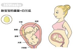 科普知识36周胎儿发育情况 胎儿发育标准指标
