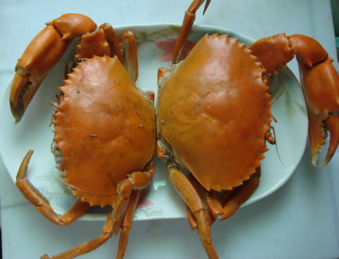 哺乳期妈妈能吃螃蟹吗 吃螃蟹有哪些禁忌