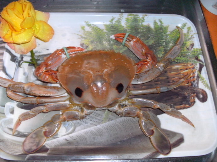 哺乳期妈妈能吃螃蟹吗 吃螃蟹有哪些禁忌