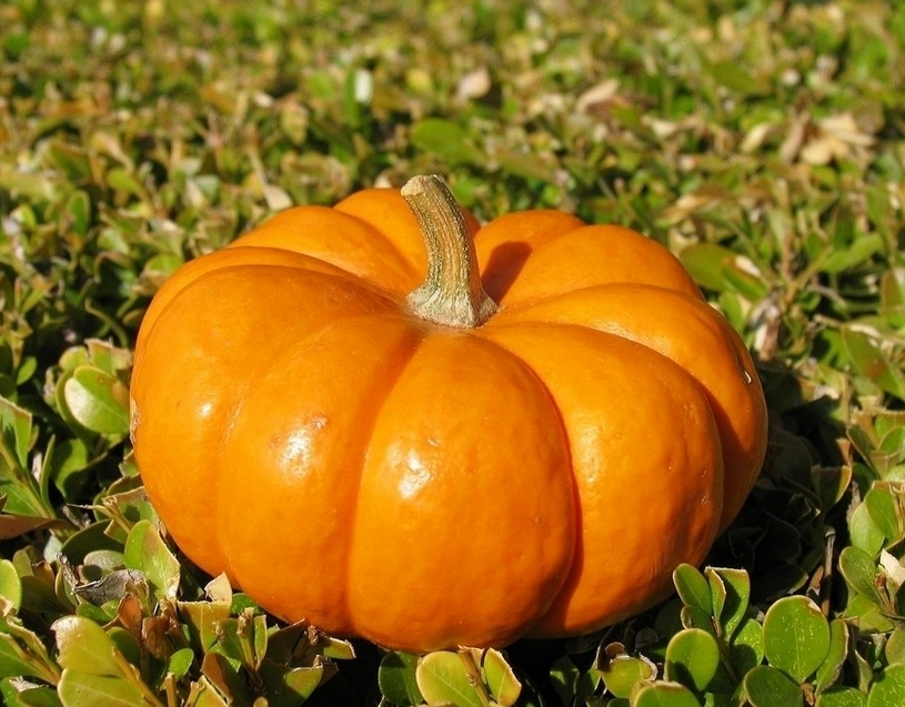 冬季快速减肥方法 5种食物要多吃