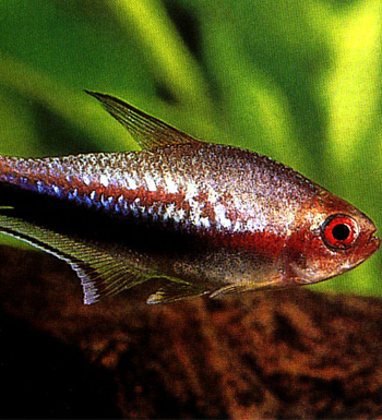 减肥的最好方法 做到这些不瘦都不行