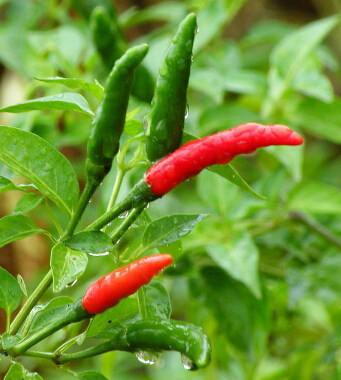 怎么减肚子上的赘肉 9招轻松远离肚子赘肉