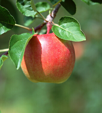 腹部减肥最快的方法 7种水果有助瘦腹