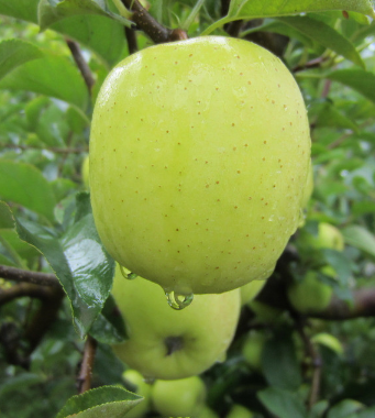 吃什么减肥 推荐12种高饱腹感的健康美食