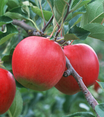 怎么减肥 节食减肥不得不注意的10件小事