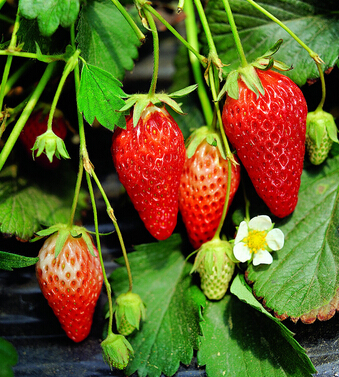 什么水果减肥 八种水果助MM减肥事半功倍