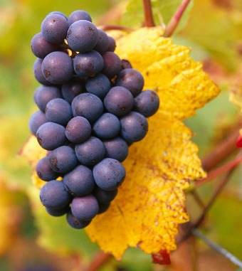 吃什么水果减肥 水果减肥餐让女人享瘦每一天