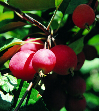 吃什么水果减肥最快 六大水果塑造好身材