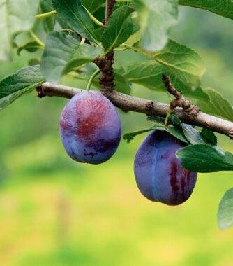 腹部减肥法 7种水果帮你 吃掉 小肚子