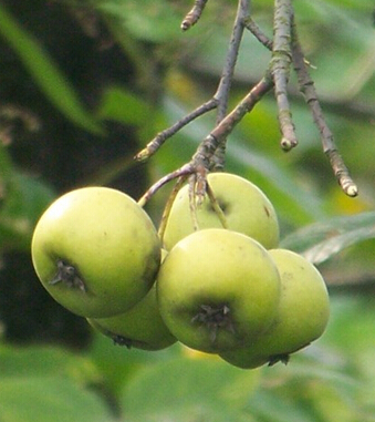 中医减肥方法 六种方法瘦身不反弹