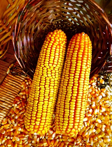 减肥食谱 香甜玉米——瘦身美食