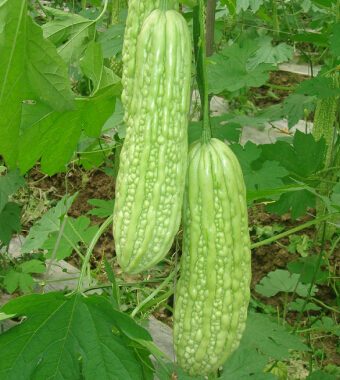 怎么减肥 9种最神奇的快速减肥偏方