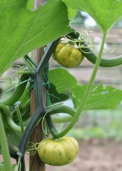 经期减肥 哪些经期减肥方法不能用