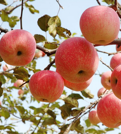 腹部减肥方法 瘦腰收腹的美味水果