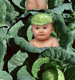 饮食减肥法 低卡路里卷心菜瘦身法