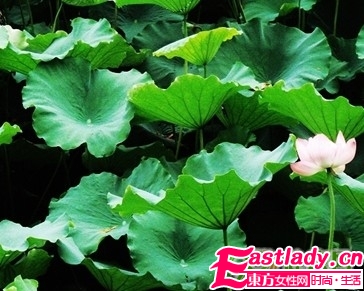 荷叶汤 消肿去脂的减肥良药