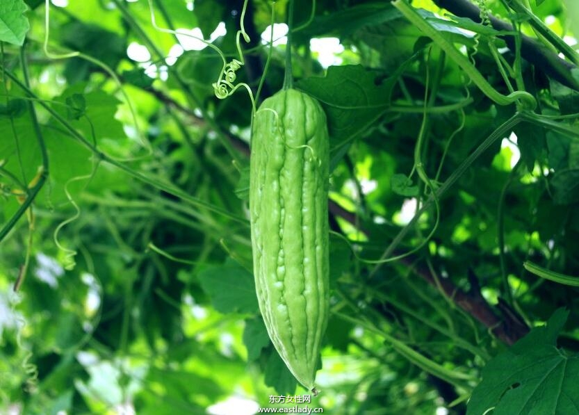 剖析苦瓜汁七大营养功效 据说还能减肥哦