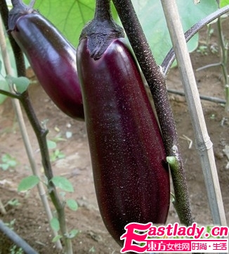 夏季最能减肥的9大蔬果