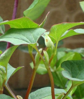 民间饮食减肥秘方