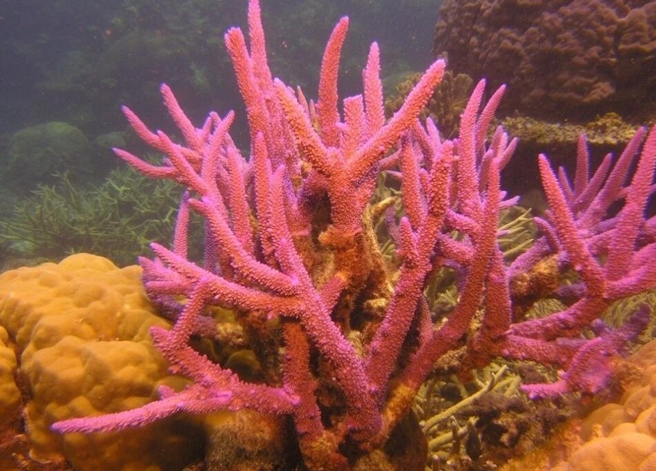 红珊瑚的5大作用 7个小技巧鉴别真假红珊瑚