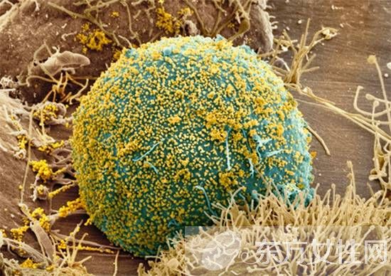 轮状病毒疫苗什么时候接种 轮状病毒疫苗的接种注意事项