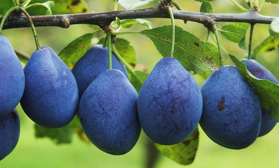 5种最坑娃的食物 千万不要给宝宝吃