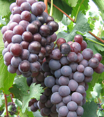 儿童饮食与健康 秋季宝宝吃什么