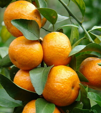 止咳化痰偏方 宝宝止咳化痰食疗菜谱