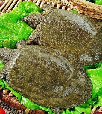 秋季饮食禁忌 6类食物需注意