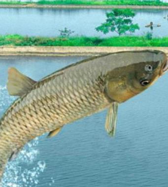 秋季进补 秋季进补多吃9种鱼