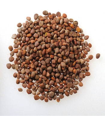 儿童小孩服用中药的需要注意的5个事项