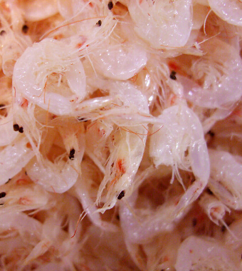 春季宝宝要注意的饮食 六个禁忌定要牢记