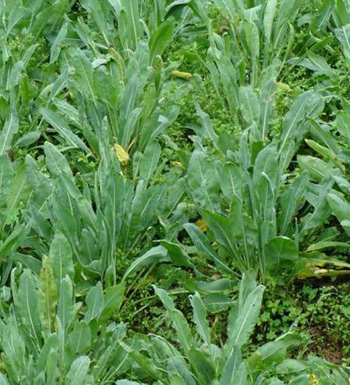 婴幼预防感冒不宜用板蓝根