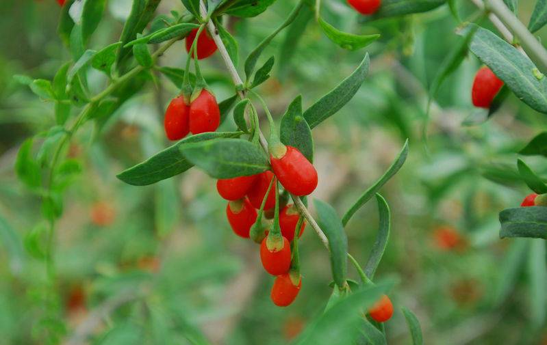 宝宝春季 进补 食疗方 简单易学又好吃