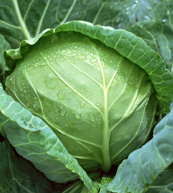 吃什么养胃 五个饮食方法养好宝宝的胃